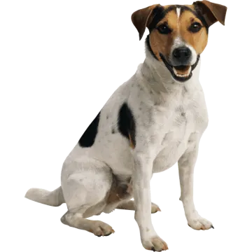 a black and white dog sitting on a white background