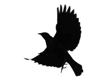 a black bird flying in the sky