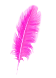 a pink feather on a white background
