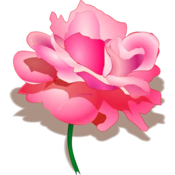 a pink rose with green stem