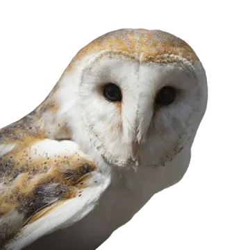 a close up of a barn owl on a white background