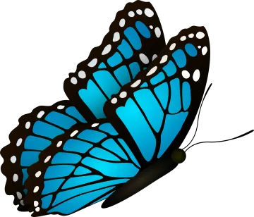 a blue butterfly on a white background