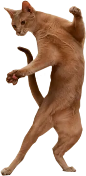 a cat standing on its hinds
