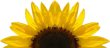 a sunflower on a white background