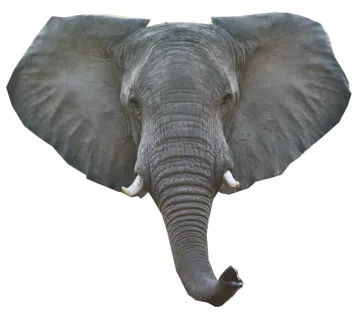 a close up of an elephant's head