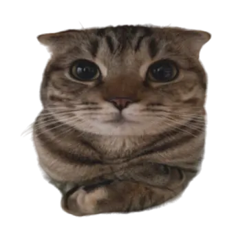 a cat is looking up at the camera