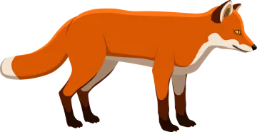 an orange fox standing on a white background