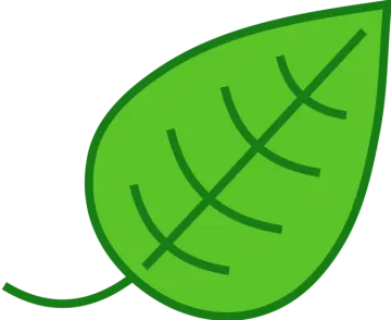 a green leaf on a white background