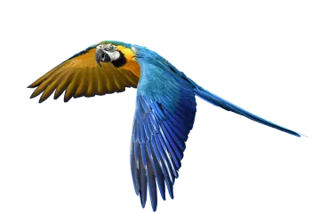 a blue and yellow parrot flying in the air