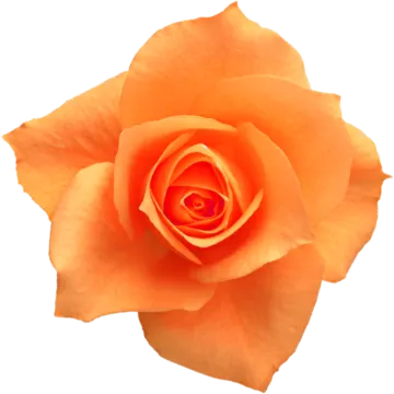 a single orange rose on a white background