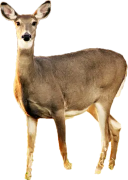 a deer standing in front of a white background