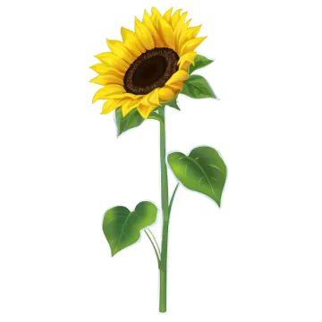 a sunflower on a white background
