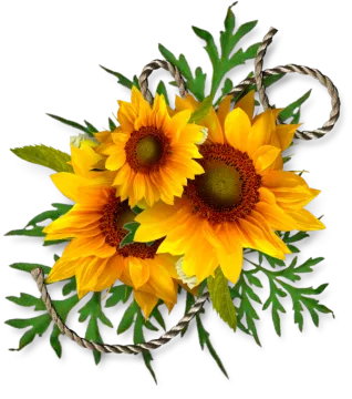 three yellow sunflowers with green leaves on white background