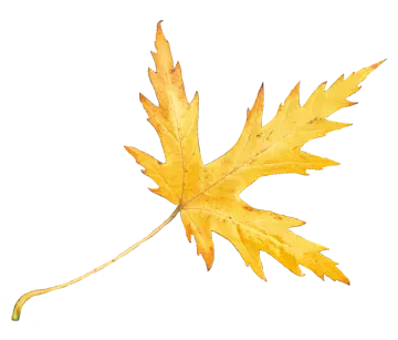 a yellow leaf on a white background