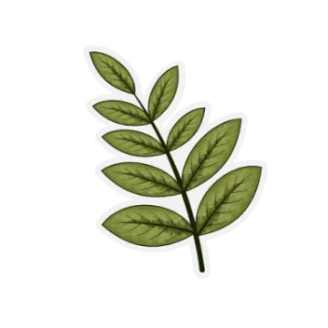 a green leaf on a white background