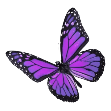 a purple butterfly on a white background