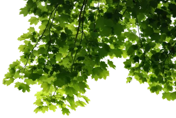 green leaves on a white background