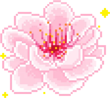 a white flower with pink petals