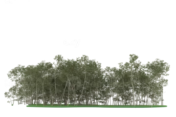 a row of trees on a white background