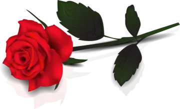 a red rose on a white background