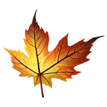 a maple leaf on a white background