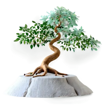 a small tree on top of a rock