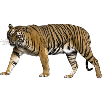 a tiger walking across a white surface