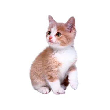 a small kitten sitting on top of a white surface