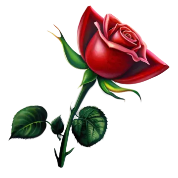 a red rose on a white background