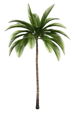 a palm tree on a white background