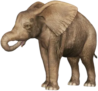 an elephant standing on a white background