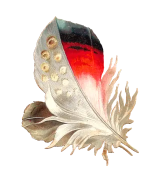 a drawing of a feather on a white background