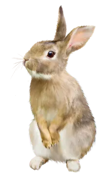 a brown and white rabbit