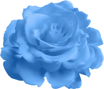 a blue rose on a white background