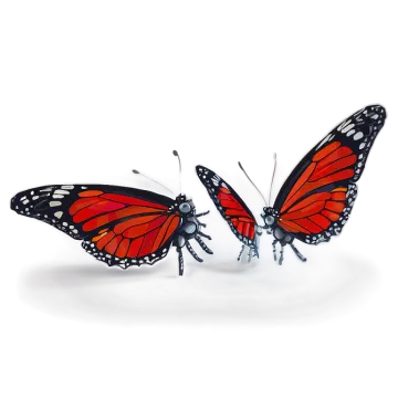 a pair of butterflies on a white background