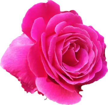 a pink rose on a white background