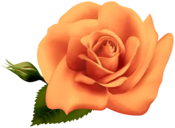 an orange rose with green leaves