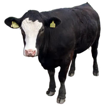a black and white cow