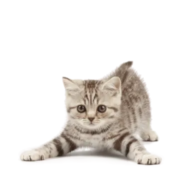 a small kitten is looking at the camera