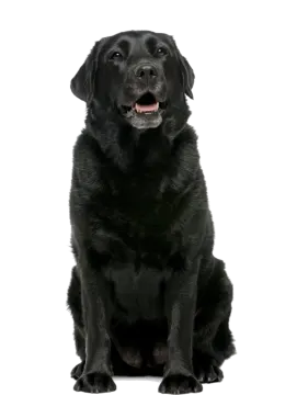 a black dog sitting in front of a white background