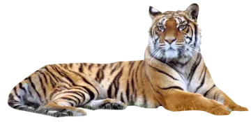 a tiger laying down on the ground