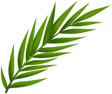 a green leaf on a white background