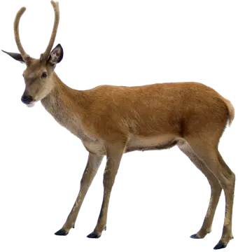 a small deer standing in front of a white background