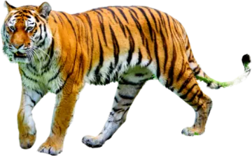 a tiger walking across a white surface