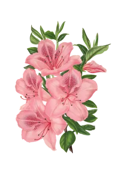 pink flowers on a white background