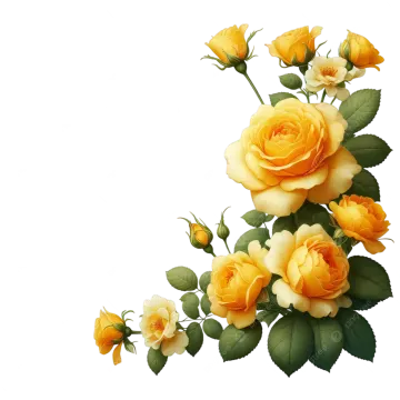 a bunch of yellow roses on a white background