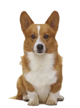 a small brown and white dog sitting down