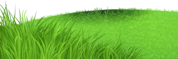 a green grass field with white background