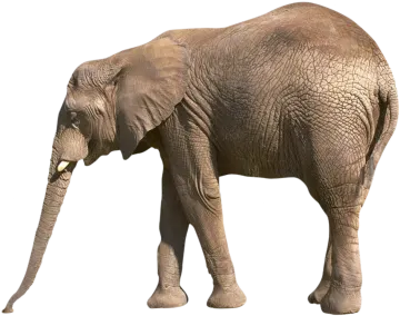 an elephant standing in front of a white background