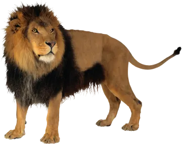 a lion standing in front of a white background
